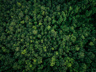 Wall Mural - aerial top view of green trees in forest. drone view of dense green tree captures co2. green tree na