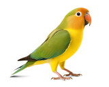 Fototapeta Łazienka - cute yellow-green lovebird