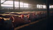 Élevage de cochons en batterie dans une porcherie