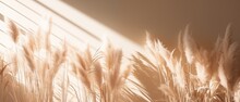 Neutral Pampas Grass With Beautiful Sunlight Shades And Shadows On The Wall