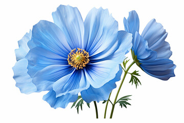 blue flower isolated on white background