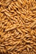 Full frame close up image of wheats.