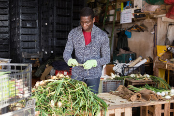 Canvas Print - Man professional horticulturist sorts harvest of fresh onion indoors