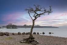 Struggling Oak Tree By Loch Lomond In Scotland