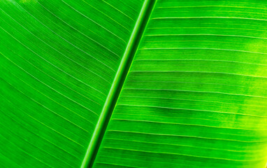 green leaf texture