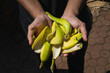 man holding bunch of banana peels in his hand, household organic waste