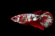 Multi color betta fish female on black background.Multi color Siamese fighting fish(halfmoon),fighting fish,Betta splendens,on black background