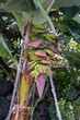 Banana cultivation on the Island of La Palma