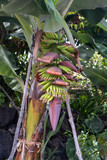 Fototapeta Uliczki - Banana cultivation on the Island of La Palma