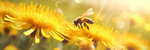 Macro Shot Illustration Of A Bee Collecting Pollen On A Yellow Blooming Flower In A Meadow. Seasonal Spring Or Summer Background. Banner With Copy Space. Colorful Bokeh. Generative AI.