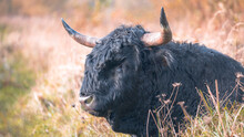 Close Up Of A Black Scottish Highland Bull In A Field Looking, Copy Space