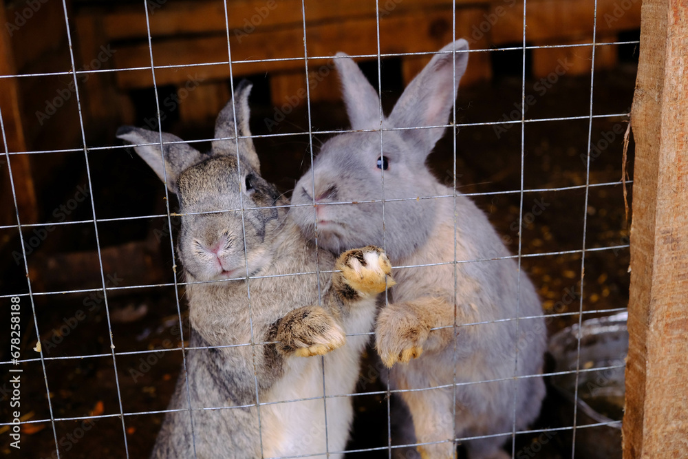 keeping animals out of the wild.Two rabbits are standing on their hind ...