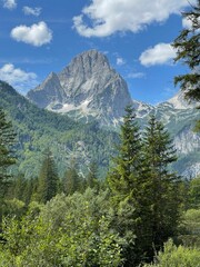 Canvas Print - Forest trees with mountains on the background