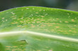 Orange corn rust fungus, Puccinia sorghi, on leaf of cornstalk. Fungus control, plant disease and yield loss maize.