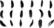 feather vector illustration set, white background, perfect for design, decoration, creative projects. Unique, detailed, intricate feathers. Modern, trendy, versatile, multi-use, adaptable.