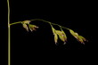 Smooth Meadow Grass (Poa pratensis). Inflorescence Detail Closeup