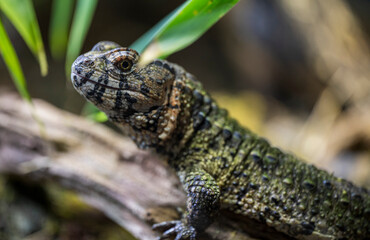 Wall Mural - Detail of the head of a Chinese crocodile lizard