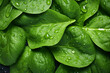 fresh green spinach leaves with water drops background. Vegetables backdrop