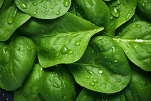 Fresh Green Spinach Leaves With Water Drops Background. Vegetables Backdrop