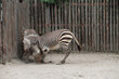 Zebra offspring in a German zoo