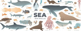 Fototapeta  - Sea animals set. Modern vector illustration of under water world. Marine life collection isolated on white background. Whale, shark, octopus, dolphin, turtle, penguin.