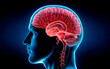© SAMEER - human brain anatomy