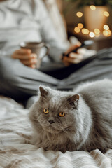 Wall Mural - a caucasian man relaxing at home, drinking coffee and using smartphone in bed, gray cat