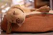 Labrador sleeping on pillow