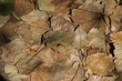 a very well camouflaged butterfly miked in the autumn leaves