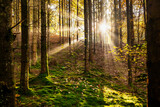 Fototapeta  - Sun's rays shine through the dark forest in autumn.