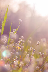 Wall Mural - meadows at sunrise