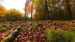 Pilze im herbstlichen Laubwald mit goldgelben Blättern,  Herbststimmung, Wald, Waldboden, Forst, Moos, Sonnenstrahlen, Drohne
