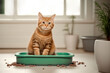 Adorable ginger  cat in litter box indoors.Toilet for the cat. Cleanliness and order in the house. Pet Care