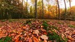 Pilze im herbstlichen Laubwald mit goldgelben Blättern,  Herbststimmung, Wald, Waldboden, Forst, Moos, Sonnenstrahlen, Drohne
