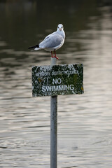Poster - A black headed gull is perched on top of a council sign stating no swimming. The sign is positioned in the lake and the gull is looking at the camera.