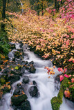 Fototapeta Tęcza - Wahkeena Falls in the Columbia Gorge, Oregon, Taken in Autumn