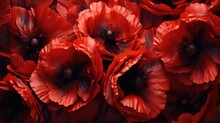 Red Poppies On A Black Background