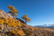Color of the autumn in a valley. Autumn contrasts. Two larch trees on an autumn mountain slope under a blue sky.