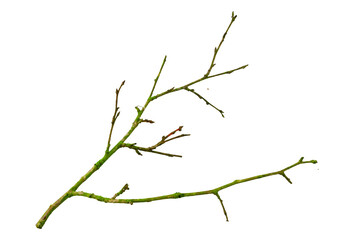 Wall Mural - dry twig on white isolated background