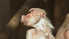 Inquisitive Monkey Captivated By Unknown Wonders Of The Wildlife World