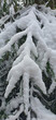 Christmas tree covered with fresh snow in the mountains near Glodowski Wierch on a frosty winter day, Bukowina Tatrzanska, Poland.