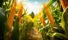 A Ripe Ear Of Golden Corn With Its Kernels Attached, Growing In An Organic Corn Field