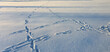 Fresh animal traces left in the snow near Bukowina Tatrzanska on a frosty winter morning, Bukowina Tatrzanska, Tatra Mountains, Poland.