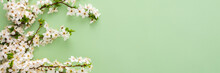 Festive Banner With Spring Flowers, Flowering Cherry Branches On A Light Green Pastel Background