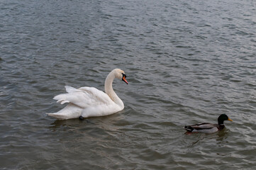 Wall Mural - A white majestic swan floats in front of a wave of water. Young swan in the middle of the water. Drops on a wet head.