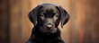 The young black Labrador Retriever puppy had a handsome close up with its black color contrasting with its bright expressive eyes and shiny black muzzle