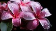 Beautiful pink frangipani flowers with water drops on black background. Springtime Concept. Valentine's Day Concept with a Copy Space. Mother's Day.