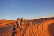© Ryzhkov Oleksandr - Saharan Serenity: Camel Trekking Delight