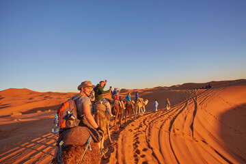 Wall Mural - saharan serenity: camel trekking delight