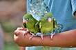 zwei grüne Papageien